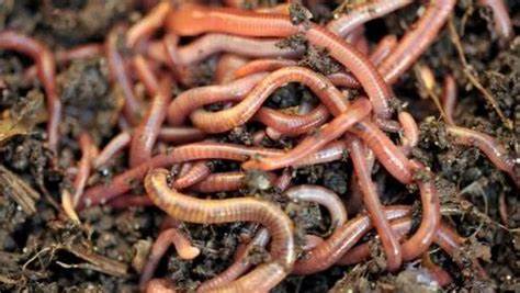 Le lombricompostage